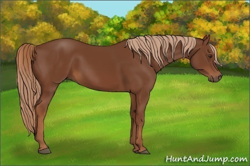 Horse Color:Chestnut 