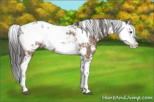 Horse Color:Brown Dun Sabino Appaloosa 