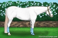 Horse Color:Chestnut Sabino Appaloosa