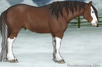 Horse Color:Liver Chestnut Splash 