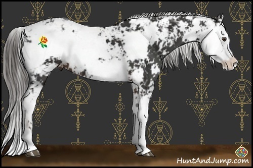 Horse Color:Liver Chestnut Sabino 