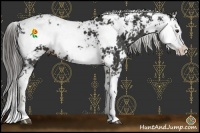 Horse Color:Liver Chestnut Sabino