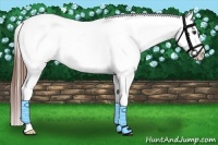 Horse Color:Chestnut Splash Near Leopard