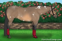 Horse Color:White Spotted Buckskin Roan 