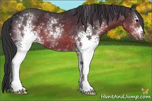 Horse Color:White Spotted Brown 