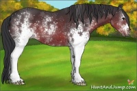 Horse Color:White Spotted Brown