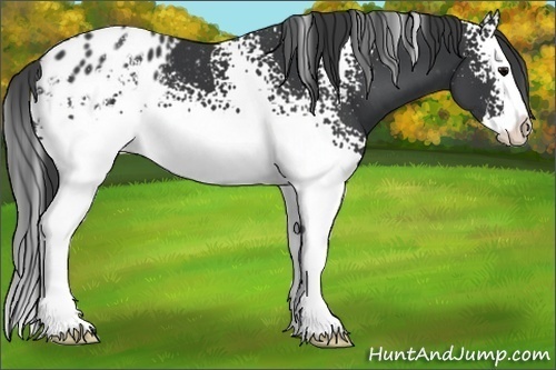 Horse Color:White Spotted Black Splash Blanket