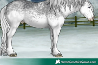 Horse Color:White Spotted Silver Black Chinchilla Splash 