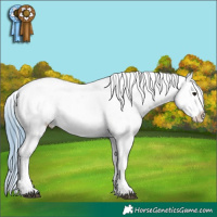 Horse Color:Watercolor Bay Appaloosa