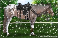 Horse Color:White Spotted Liver Chestnut Appaloosa 