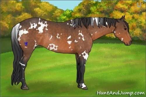 Horse Color:White Spotted Buckskin Rabicano