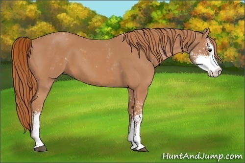 Horse Color:Chestnut Sabino 