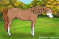 Horse Color:Chestnut Sabino 