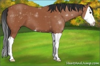 Horse Color:Bay Splash