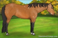 Horse Color:Bay Rabicano 