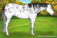 Horse Color:Blue Ice Roan Splash Frame Appaloosa