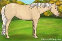 Horse Color:Gold Cream Champagne Sabino 