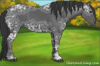 Horse Color:Black Ice 