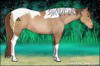 Horse Color:Brown Pearl Tobiano 