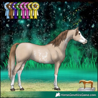 Horse Color:Grullo Pearl Sabino Splash 
