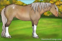 Horse Color:Silver Brown Dun Varnish