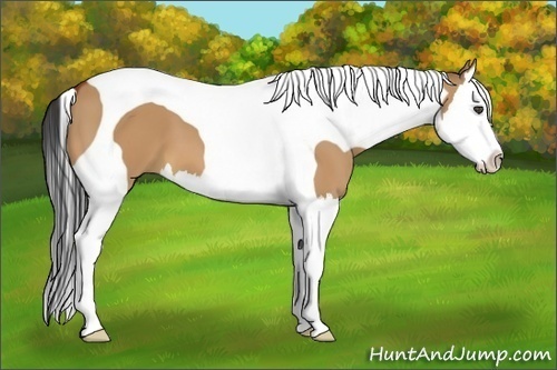 Horse Color:Bay Dun Splash Tobiano
