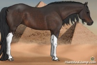Horse Color:Brown Tobiano 