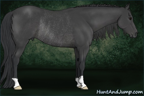Horse Color:Black Rabicano 