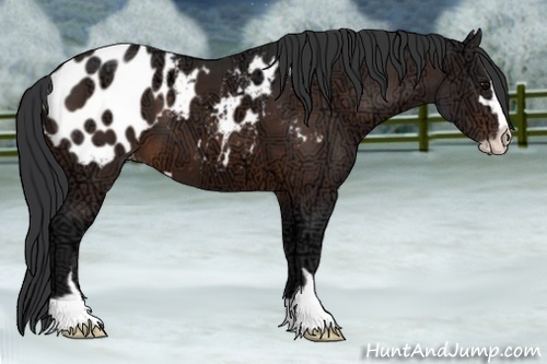 Horse Color:Brown Ice Sabino Blanket