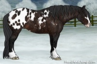 Horse Color:Brown Ice Sabino Appaloosa 