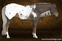 Horse Color:Liver Chestnut Mushroom Snowcap 