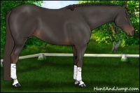 Horse Color:Liver Chestnut Frame 