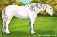Horse Color:Perlino Tobiano 