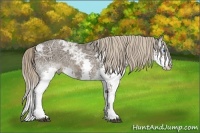 Horse Color:Liver Chestnut Ice Splash