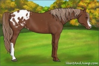 Horse Color:Chestnut Appaloosa 