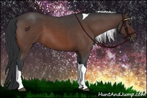 Horse Color:Bay Roan Tobiano