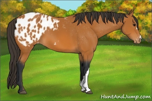 Horse Color:Bay Appaloosa 