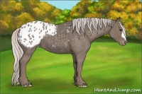 Horse Color:Silver Blue Roan Appaloosa 