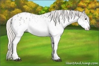 Horse Color:White Spotted Silver Grullo Roan Appaloosa