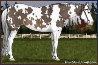 Horse Color:White Spotted Brown Dun Splash 