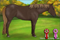 Horse Color:Gray Chestnut 