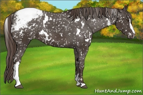 Horse Color:White Spotted Liver Chestnut Sabino Snowcap 