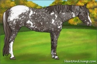 Horse Color:White Spotted Liver Chestnut Sabino Snowcap 
