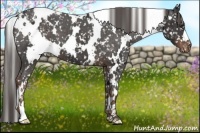 Horse Color:White Spotted Liver Chestnut Snowflake Varnish 