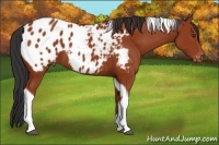 Horse Color:Bay Tobiano Appaloosa 