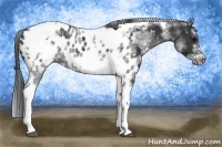 Horse Color:White Spotted Black Splash Tobiano Frame Near Leopard 