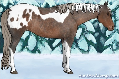 Horse Color:Liver Chestnut Tobiano Blanket Rabicano