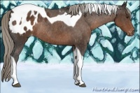Horse Color:Liver Chestnut Tobiano Blanket Rabicano 