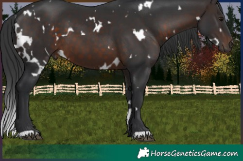 Horse Color:White Spotted Brown 