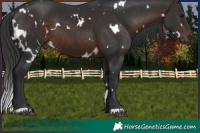 Horse Color:White Spotted Brown